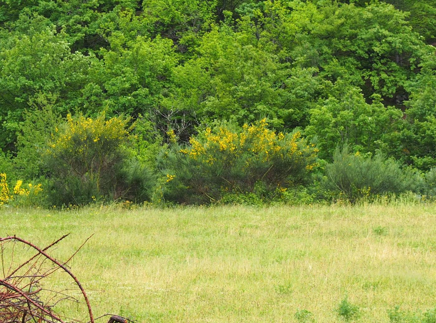 Broom, Portugese plant